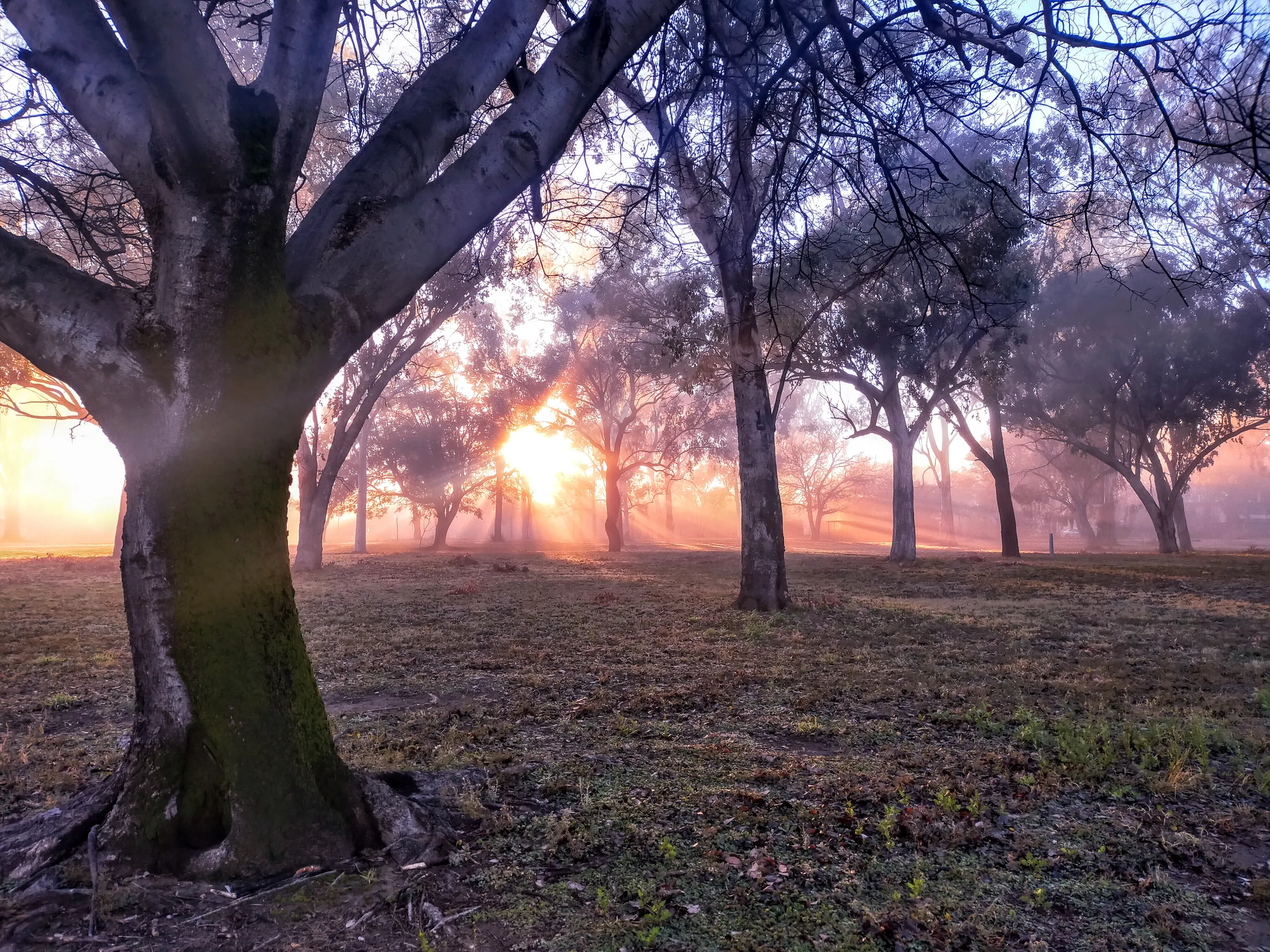 Sun rays through misty morning trees near the Balonne